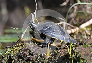 River Cooter Turtle Suwannee River Canal; Okefenokee National Wildlife Refuge, Georgia, USA