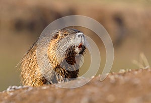 River coypu Myocastor coypus by the river