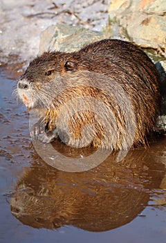 River coypu Myocastor coypus by the river