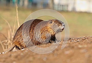 River coypu Myocastor coypus by the river