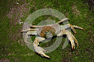 River Crab.