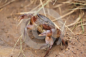 River Crab