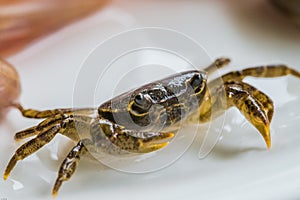 River crab