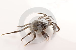 River crab--a kind of chinese crab