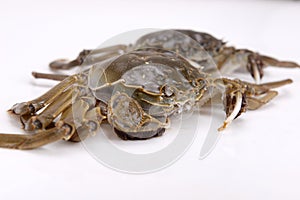 River crab - a kind of chinese crab