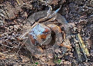 a river crab looks like it's making a new hole on the river bank photo