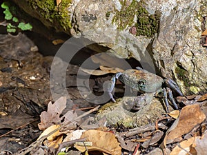 River Crab Potamonautes sp. on the bank of the stream under the stone