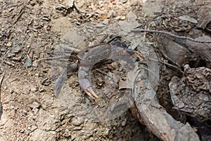 River Crab Potamonautes sp. on dry land