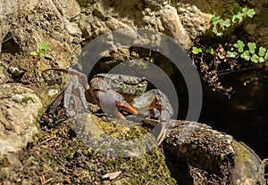 River Crab Potamonautes sp. under the stone