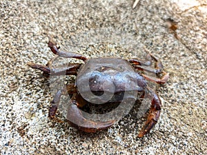 a river crab on a rock