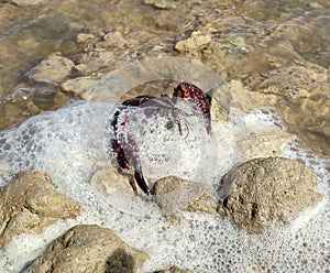 river crab between stones and foam