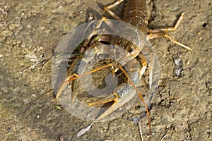 River crayfish / Astacus fluviatilis