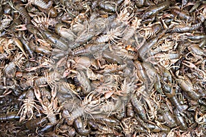 River crayfishes