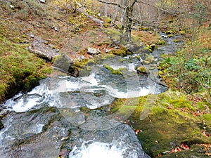 River crossing a beech wood, Redes Natural Park, Caso municipality, Asturias, Spain photo