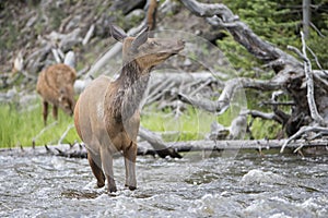 River crossing cow elk in springtime