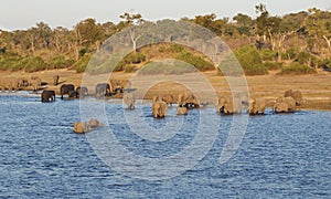 River crossing elephants in Chobe, Botswana