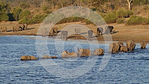 River Crossing Elephants in Chobe National Park