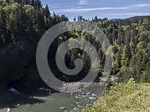 A river cutting through a forest of tall trees in the Pacific Northwest