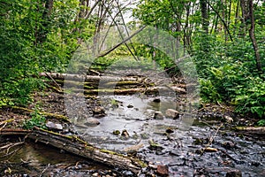 River dammed by beavers