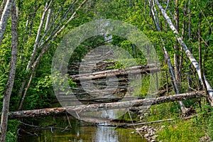 River dammed by beavers with lots of fallen trees