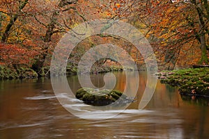 River Dart flows through woodland