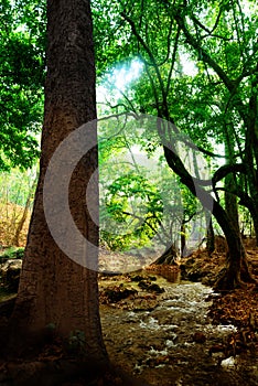 River in deep forest