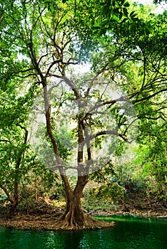 River in deep forest