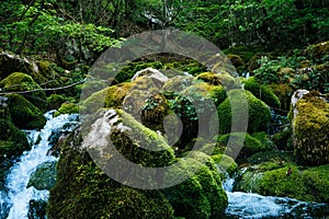 River deep in jungle forest. Nature composition. Mountain stream among the mossy stones. Beautiful river`s Flow shot with Slow