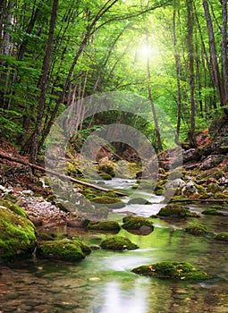 River deep in mountain forest