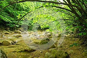 River deep in mountain forest.