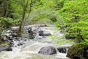 River deep in mountain forest