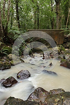 River in the dense green forest in spring