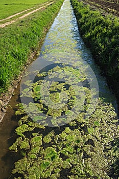 River ditch water algae pollution suspension mucilage