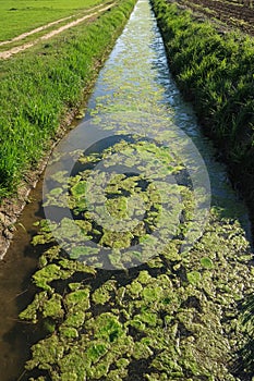 River ditch water algae pollution suspension mucilage photo