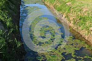 River ditch water algae pollution suspension mucilage photo