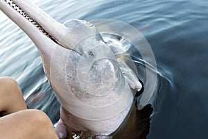 River dolphins of the Amazon in Brazil