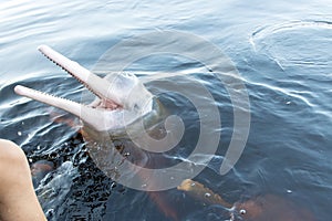 River dolphins of the Amazon in Brazil