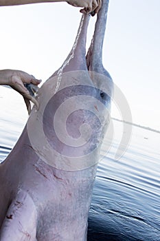 River dolphins of the Amazon in Brazil