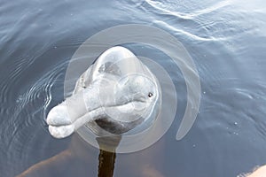 River dolphins of the Amazon in Brazil