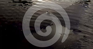 River Dolphins in beautiful mirror-like river in the Amazon Jungle, Venezuela