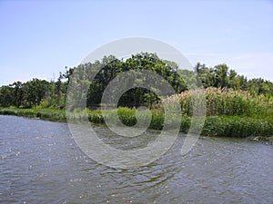 River Don in southern Russia. On the shore reeds, next of oak groves.