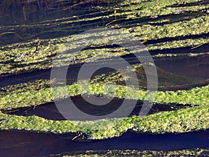 River with duckweed