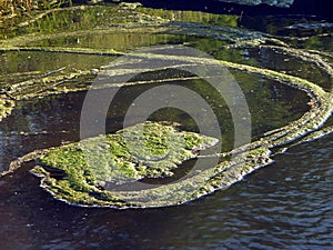 River with duckweed