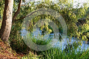 A river in the early morning in Waikato, New Zealand