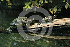 River and Eastern painted turtle