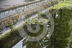 River embankment with trees