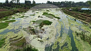 River eutrophication, algal bloom floating on the water, water pollution