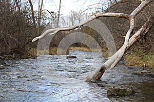 The river in the Fall with the old trees decaying