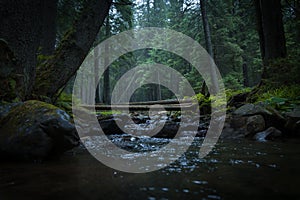 A river with a fallen tree in a coniferous forest