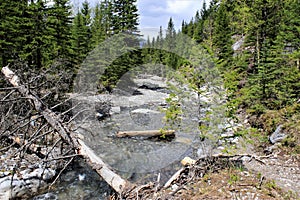 river with fallen tree and logs